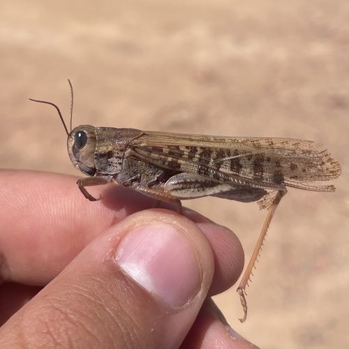 Migratory Locust