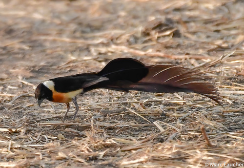 Sahel Paradise-Whydah
