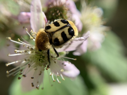 French Flower Chafer