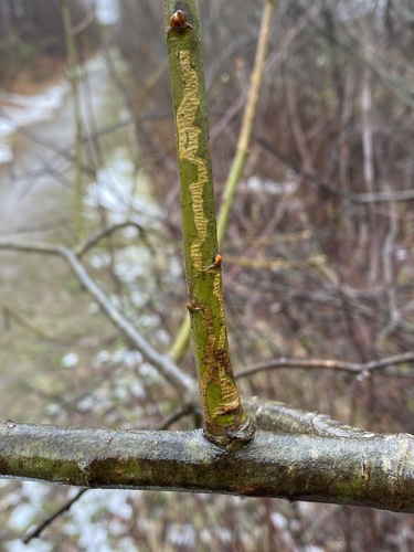 Marmara salictella Clemens, 1863