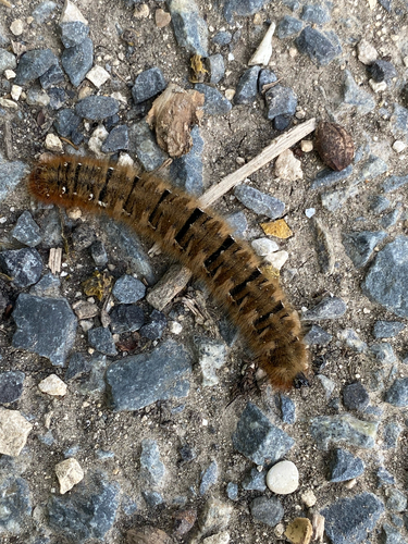 Oak Eggar