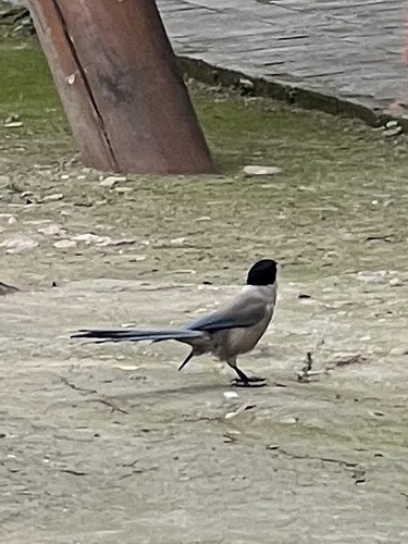 Azure-winged Magpie
