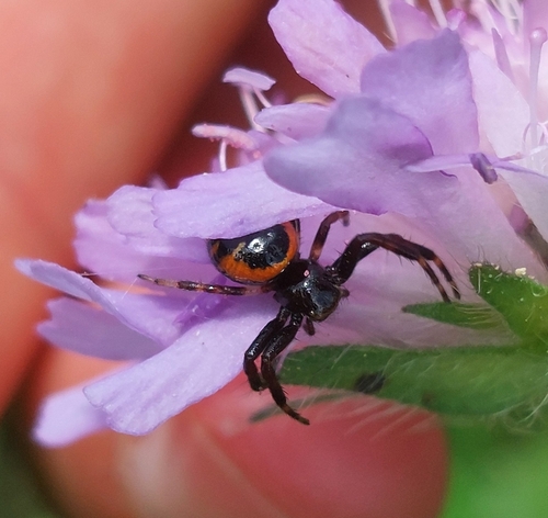 Napoleon Spider