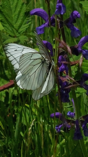 Black-veined White