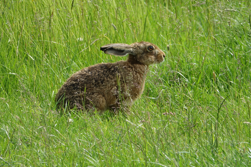 Brown Hare