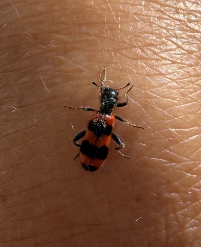 Bee-eating Beetle