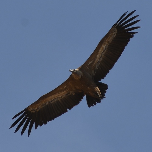 Eurasian Griffon