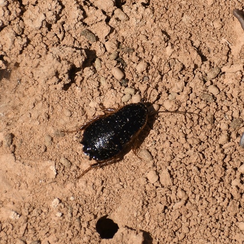 Loboptera canariensis