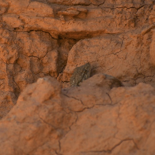 Moorish Gecko