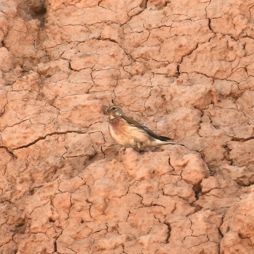 Eurasian Linnet