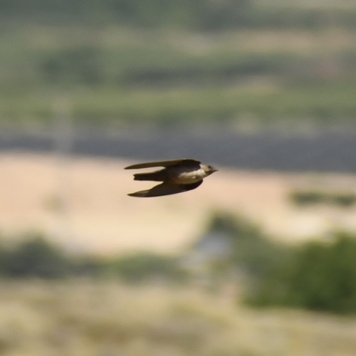 Eurasian Crag-Martin