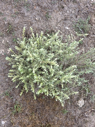 escobilla
