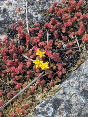 Biting Stonecrop