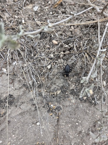 Pinacate Gigante