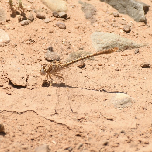 Costa's Pincertail