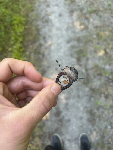European Stag Beetle