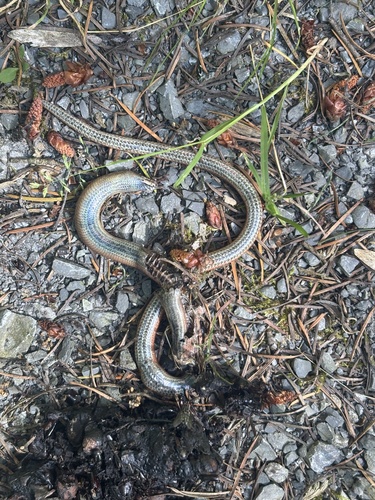 Common Slowworm