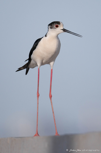 Black-winged Stilt