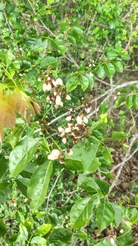 Indian beech tree