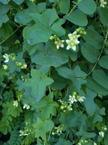 White Bryony