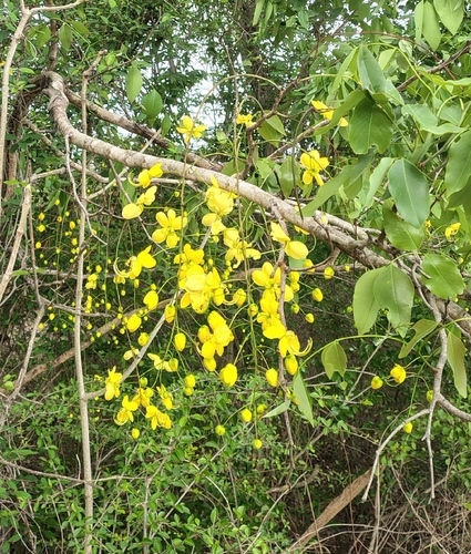Golden Shower Tree