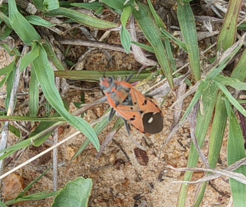 Indian Milkweed Bug