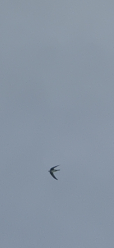 Alpine Swift