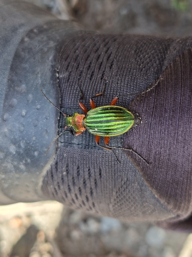 Carabus auronitens