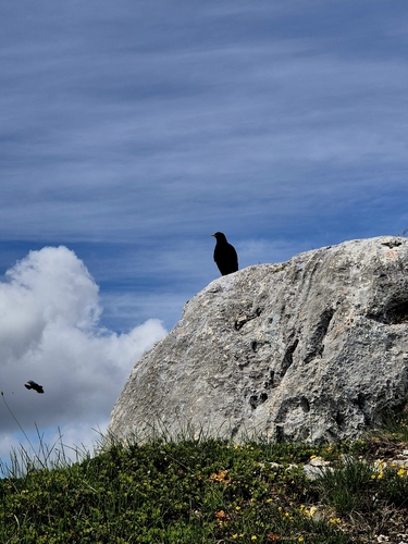 Yellow-billed Chough