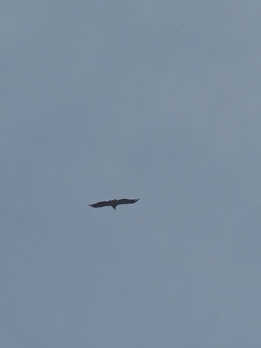 Eurasian Griffon