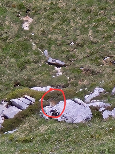 Alpine Marmot