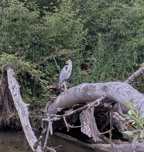 Grey Heron