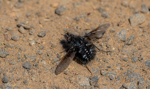 Bombylella atra