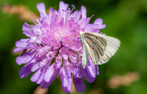 Black-veined Moth