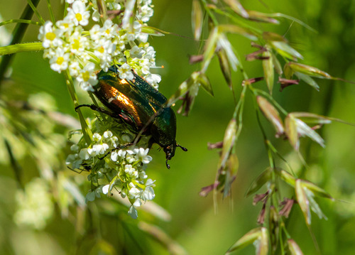 European Rose Chafer