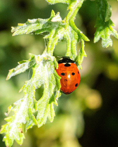 Seven-spotted Lady Beetle