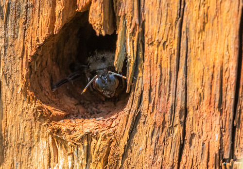 Violet Carpenter Bee