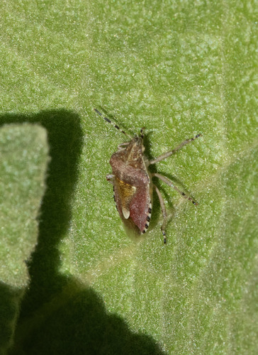 Sloe Bug