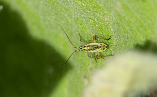 Meadow Plant Bug