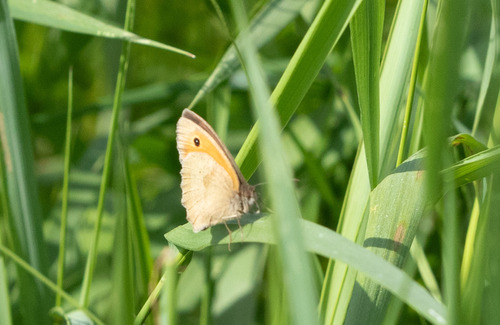 Meadow Brown