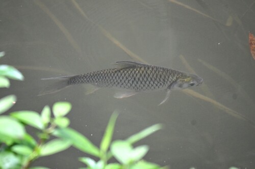 Java Barb