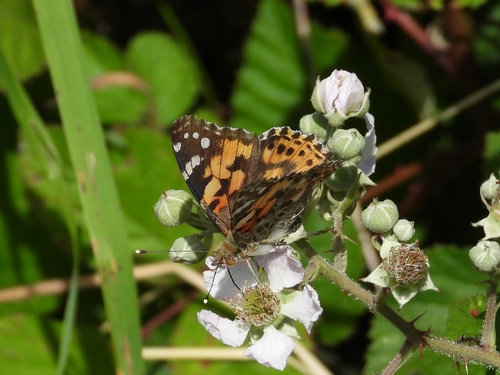 Painted Lady
