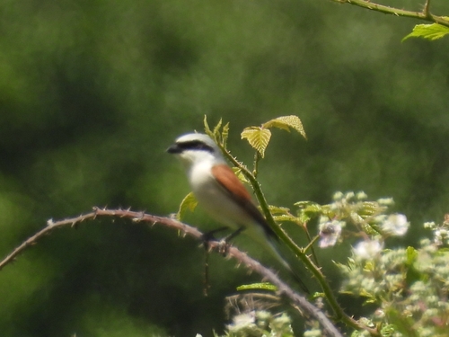 Red-backed Shrike