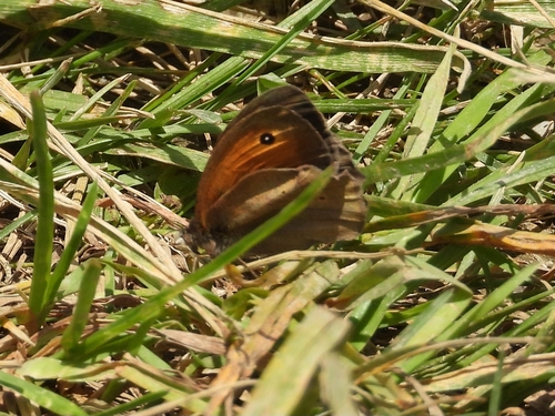 Meadow Brown