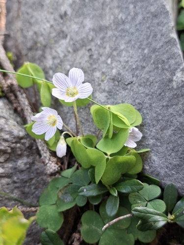 European wood-sorrel