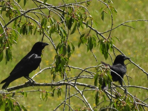 Common Raven