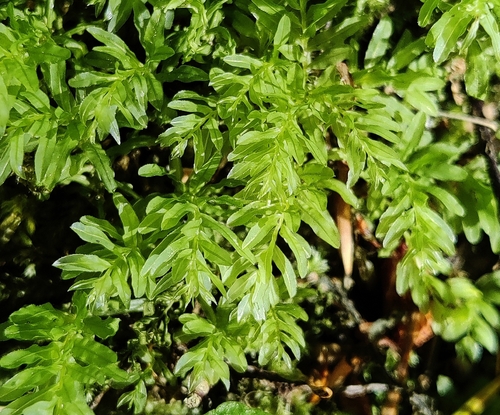 Palm-tree Moss