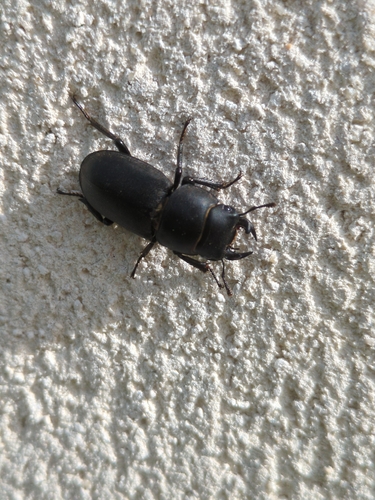 Lesser Stag Beetle