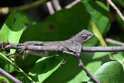 Thai Garden Lizard
