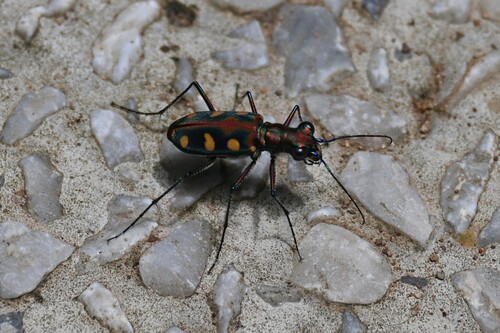 Golden-spotted Tiger Beetle
